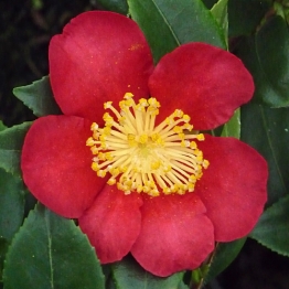 RED SCENTED CAMELLIA