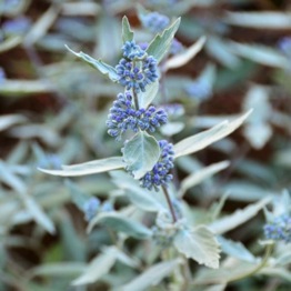 CARYOPTERIS STERLING SILVER