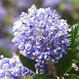 CEANOTHUS VICTORIA