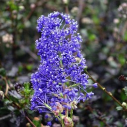 CEANOTHUS BLUE SAPPHIRE