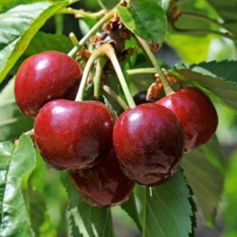 FRUITY  PATIO CHERRY TREE