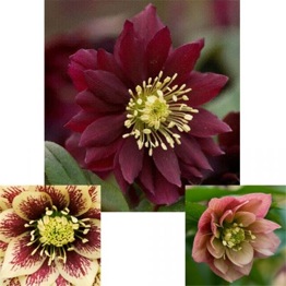 HELLEBORUS COLLECTION