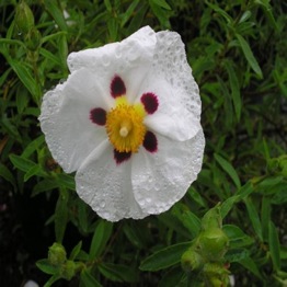 CISTUS ALAN FRADD