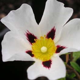 CISTUS GORDON COOPER