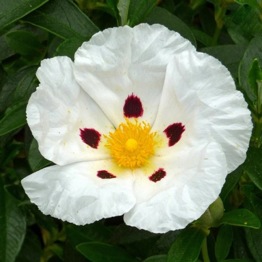 CISTUS PAT