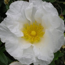 CISTUS PAPER MOON