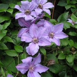 CLEMATIS HAPPY ANNIVERSARY