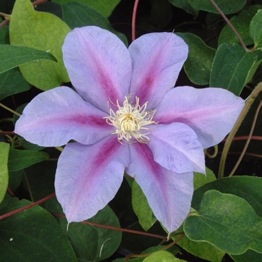 CLEMATIS BARBARA JACKMAN