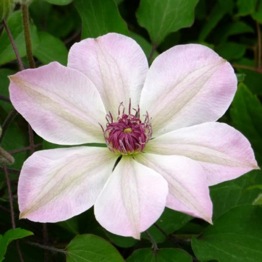 CLEMATIS DAWN 