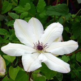 CLEMATIS EDITH