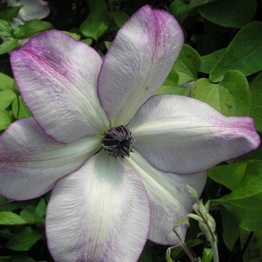 CLEMATIS FOND MEMORIES