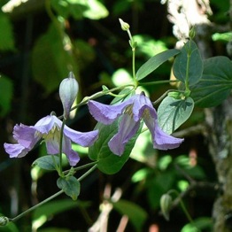 CLEMATIS HANNA