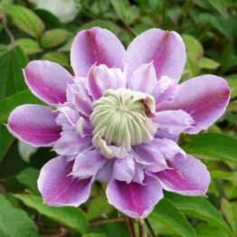 CLEMATIS JOSEPHINE