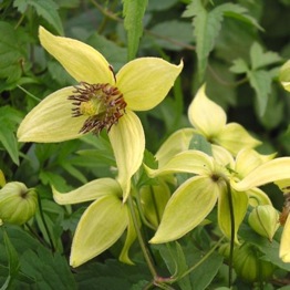 CLEMATIS GOLDEN HARVEST