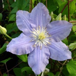 CLEMATIS ZARA