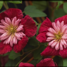 CLEMATIS AVANT GARDE