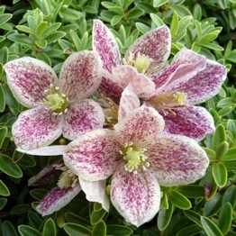 CLEMATIS CIRRHOSA FRECKLES