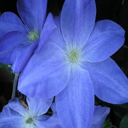 CLEMATIS DIANA DELIGHT