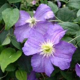 CLEMATIS FORGET-ME-NOT