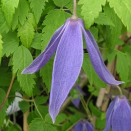 CLEMATIS FRANKIE