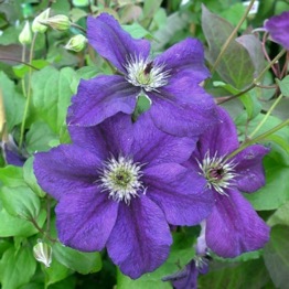 CLEMATIS HAPPY BIRTHDAY