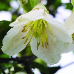  EVERGREEM CLEMATIS 