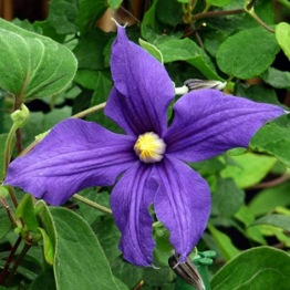 CLEMATIS JUULI