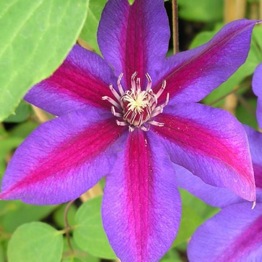 CLEMATIS MRS N THOMPSON