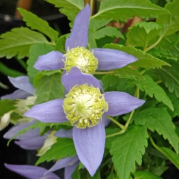 CLEMATIS OCEAN PEARL