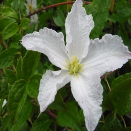 CLEMATIS PRINCE GEORGE