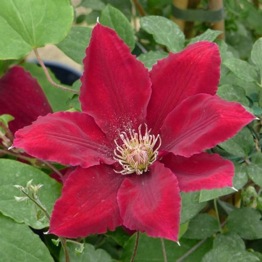 CLEMATIS REBECCA