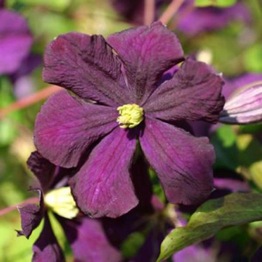 CLEMATIS ROMANTIKA