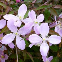 CLEMATIS VERA 