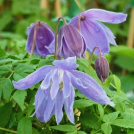 CLEMATIS PAULINE