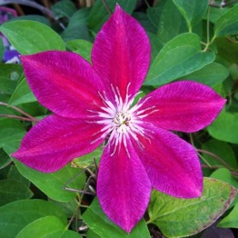 CLEMATIS RUBY WEDDING