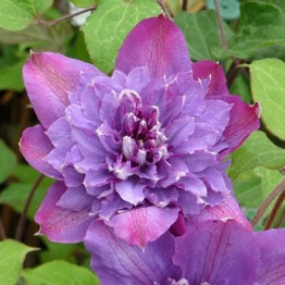 CLEMATIS VYVYAN PENNELL