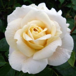 A WHITE  MEMORIAL ROSE