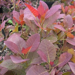 COTINUS GRACE