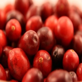 CRANBERRIES PLANTS