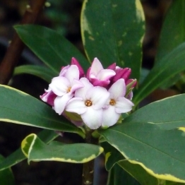  SCENTED DAPHNE PLANT