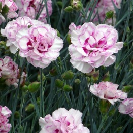 DIANTHUS GRANS FAVOURITE