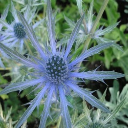 ERYNGIUM BIG BLUE