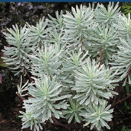 EUPHORBIA SILVER SWAN