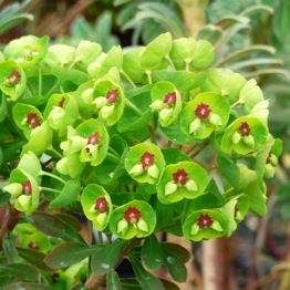 EUPHORBIA TINY TIM