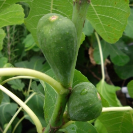 FIG LITTLE MISS FIGGY