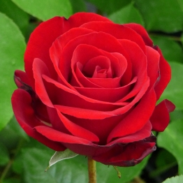 A  RED ROSE FOR A RUBY WEDDING