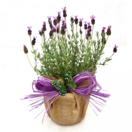  LAVENDER GIFT