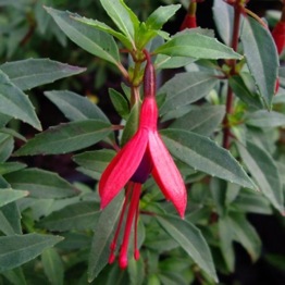 FUCHSIA DAVID