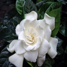 GARDENIA KLEIMS HARDY