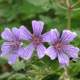 GERANIUM STEPHANIE